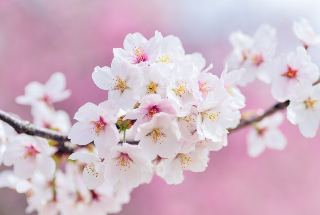 桜の花がアップに写る画像。